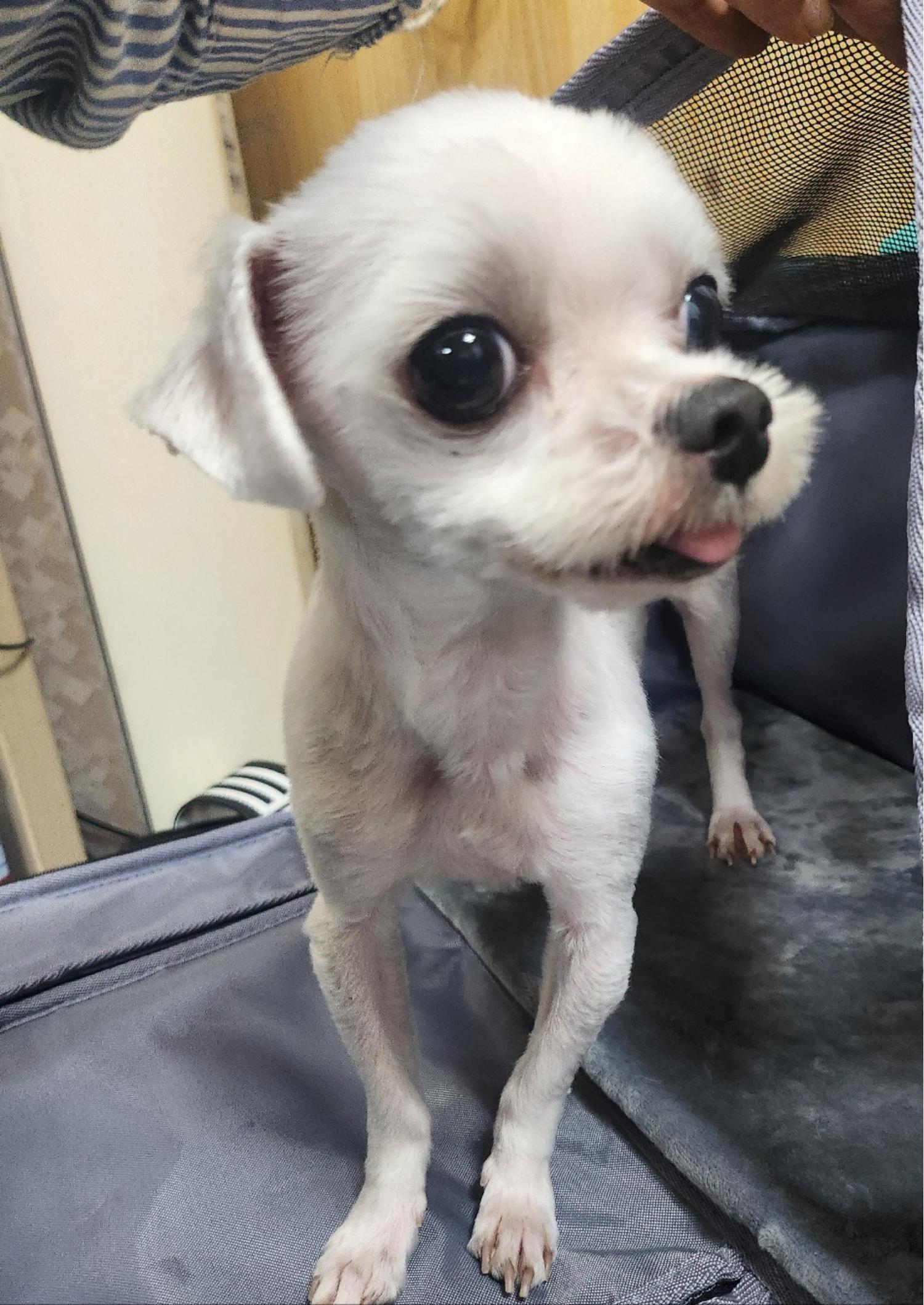 말티즈 이미지 파일 입니다.